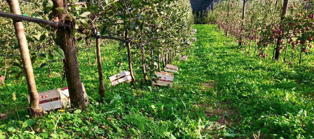 Loft Naturalpina Dolomiti Farm Belluno Eksteriør billede